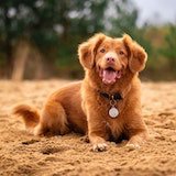 dog laying in the sand with tongue out