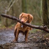 dog with a stick in the mouth